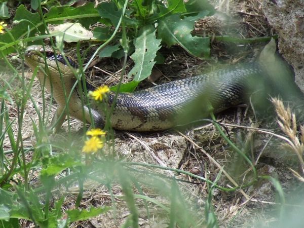 Blue tongue lizard